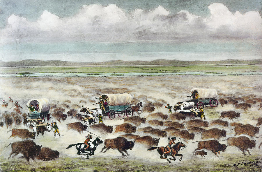 900x593 Oregon Trail Stampede Photograph By Granger - Oregon Trail Painting