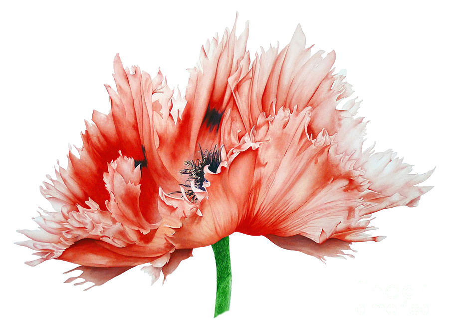 900x665 Oriental Poppy Painting By Marie Burke - Oriental Poppies Painting
