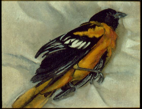 560x432 Dead Oriole By Tanzafari - Oriole Painting