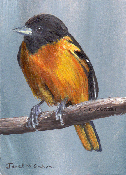 433x600 Janet M Graham's Painting Blog Baltimore Oriole Aceo In Acrylics - Oriole Painting