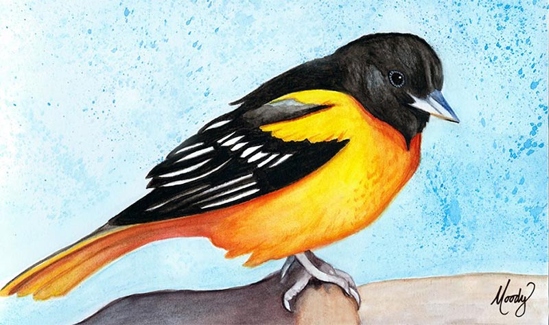 800x474 Oriole Painting By Monica Moody - Oriole Painting