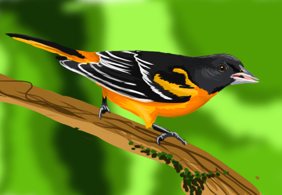 552x382 Oriole Painting By Volvagia18 - Oriole Painting