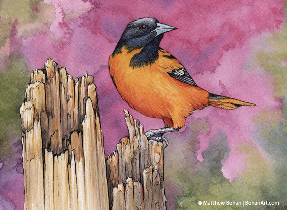 570x418 Print Of Baltimore Oriole Watercolor Painting Bird Painting - Oriole Painting