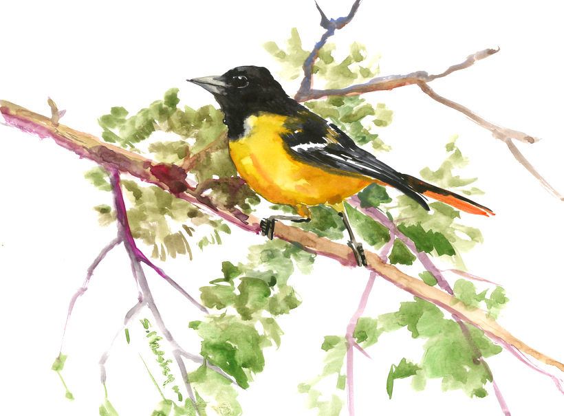 820x605 Baltimore Oriole, Small Original Watercolor Painting, Yellow Black - Oriole Painting