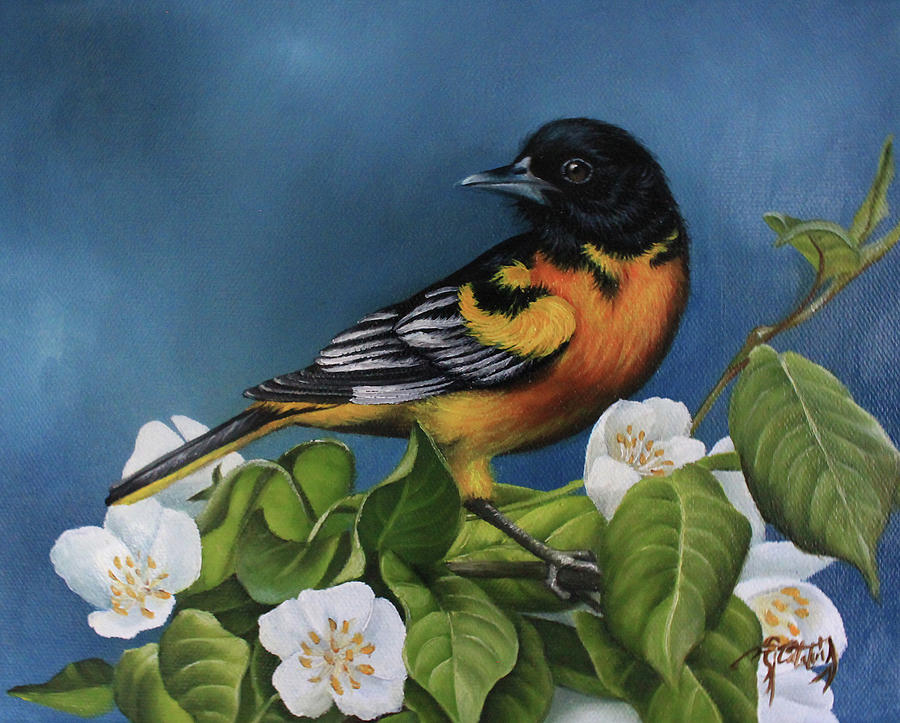 900x723 Baltimore Oriole Bird And White Flowers Painting Painting By - Oriole Painting