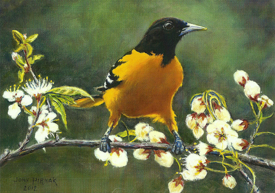 900x632 Baltimore Oriole Painting By John Pirnak - Oriole Painting