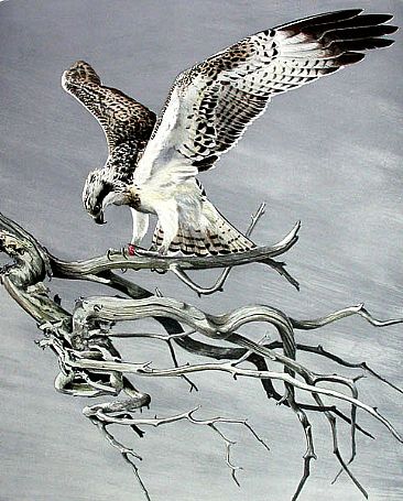 366x455 Osprey - Osprey Painting