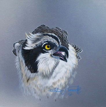366x368 Osprey - Osprey Painting
