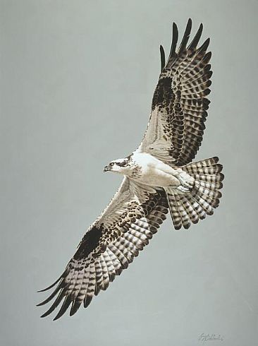 366x490 Osprey - Osprey Painting
