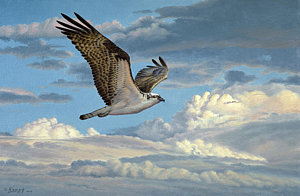300x196 Osprey In The Clouds Painting By Paul Krapf - Osprey Painting