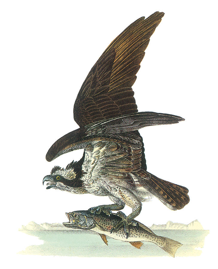 729x900 Osprey Painting By John James Audubon - Osprey Painting
