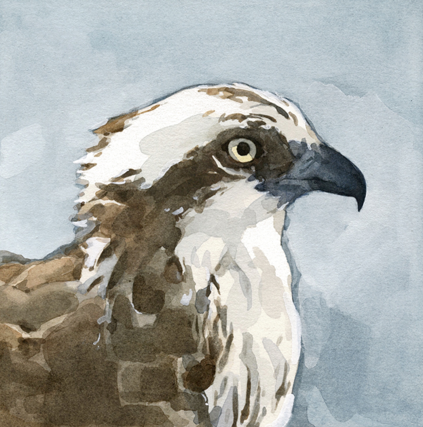 1600x1616 Osprey Watercolor Painting Archival Print David Scheirer Watercolors - Osprey Painting