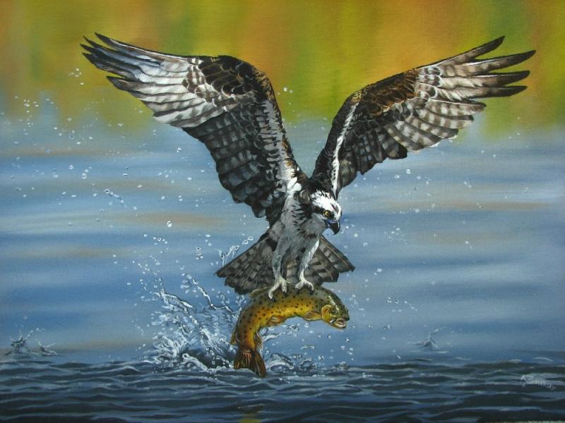 800x600 Catch Of The Day (Osprey Painting) - Osprey Painting