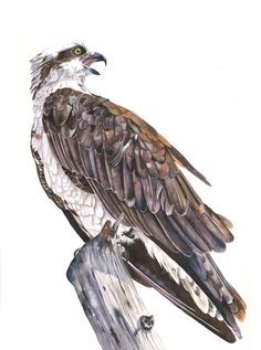 236x317 Osprey Watercolor Painting Bird Art Print Of Watercolor 5 By 7 - Osprey Painting