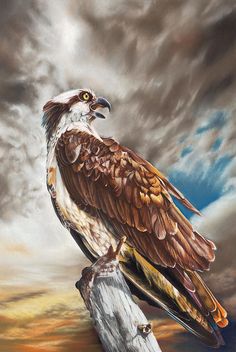 236x352 Osprey Watercolor Painting Print Of Watercolor Painting A4 Size - Osprey Painting
