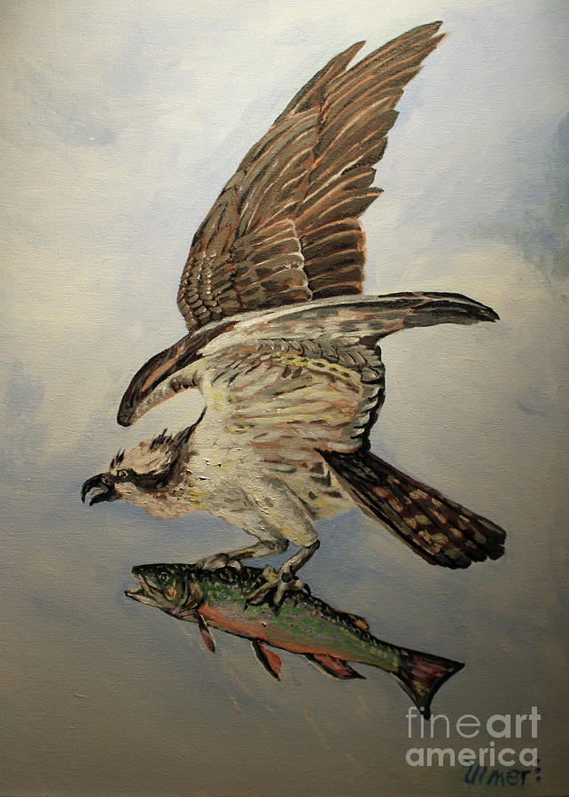 642x900 Osprey With Brook Trout , After Audubon Painting By Ed Ulmer - Osprey Painting