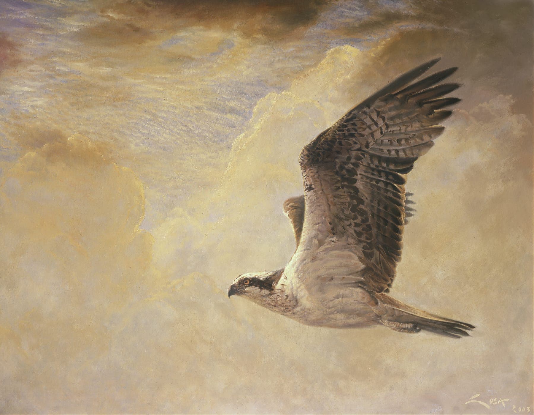 1800x1397 Osprey Flying - Osprey Painting
