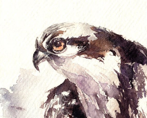 570x457 Osprey Painting, Original Watercolor Painting, Bird Painting - Osprey Painting