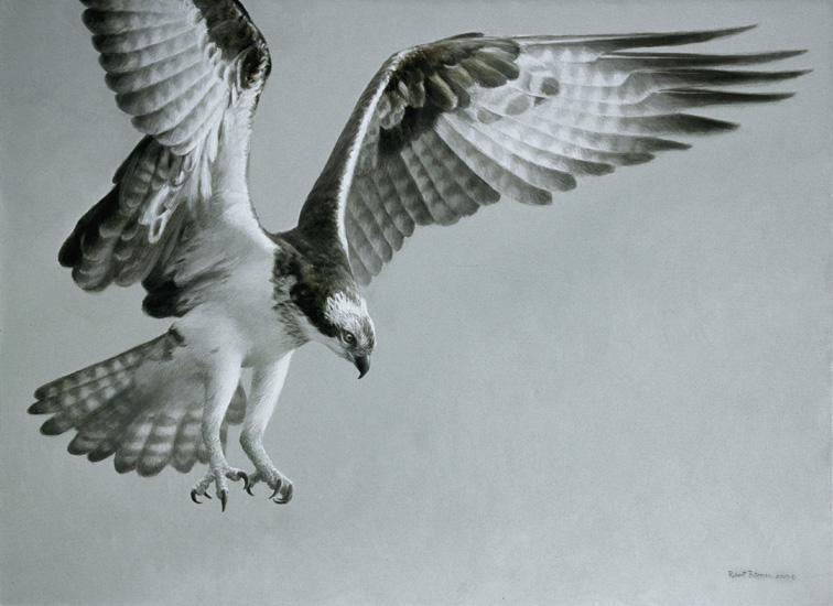756x550 Robert Bateman - Osprey Painting