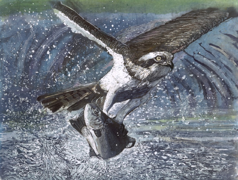 789x600 Catch Of The Day, Osprey, Salmon, Fish, Spray, Batik Paintingart - Osprey Painting