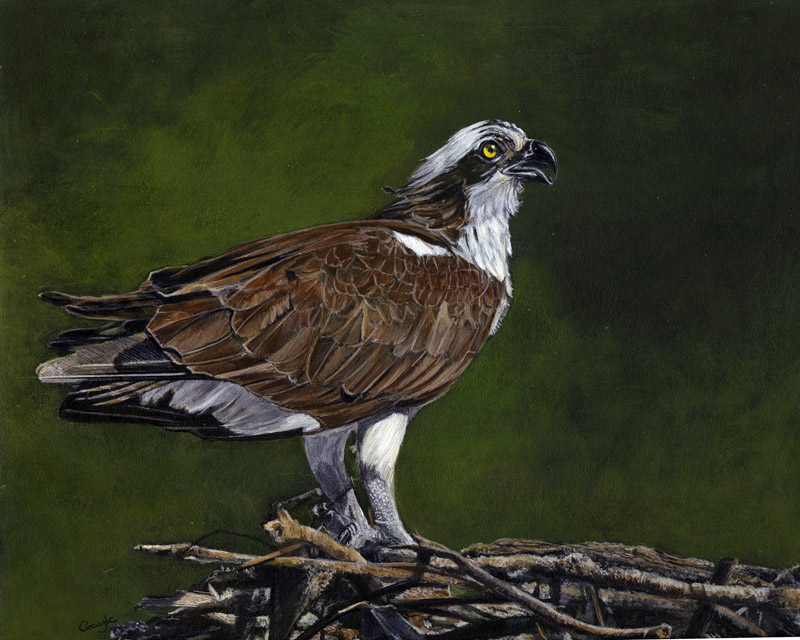 800x640 Fur In The Paint Osprey In Acrylic - Osprey Painting