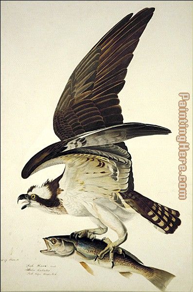 397x599 John James Audubon Osprey Painting Anysize 50% Off - Osprey Painting