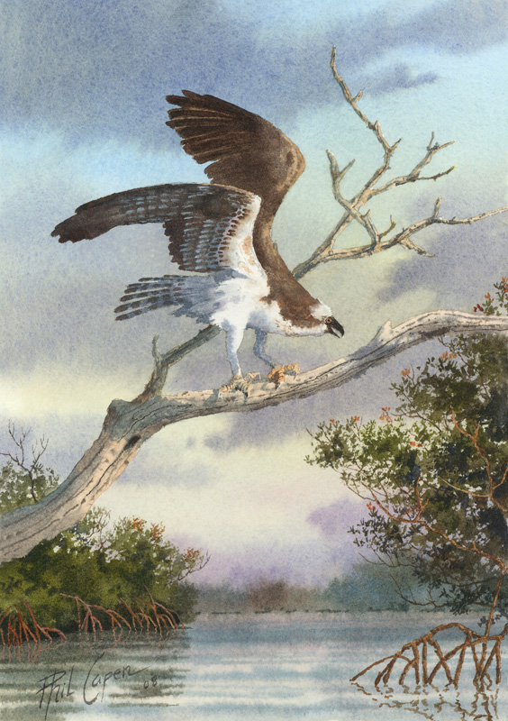 564x800 Originals Phil Capen Art Amp Lighthouse Giclees - Osprey Painting