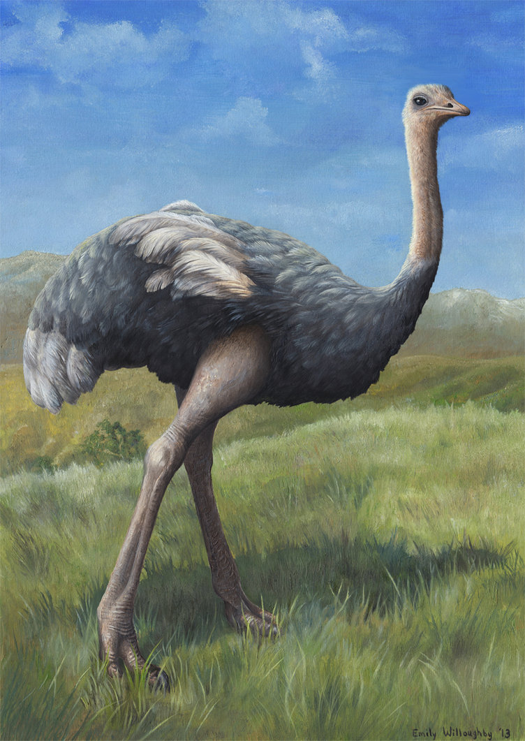 752x1061 Ostrich By Ewilloughby - Ostrich Painting