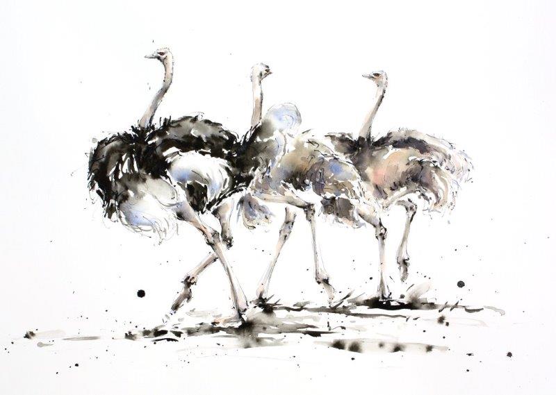 800x569 Julia Cassels A Trio Of Ostrich Animal Watercolour Ostrich Art - Ostrich Painting