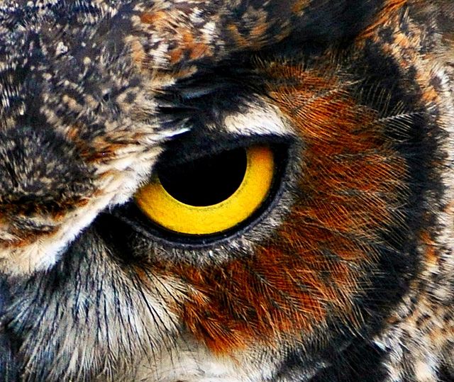 640x539 Great Horned Owl Owl Eyes, Owl And Eye - Owl Eyes Painting