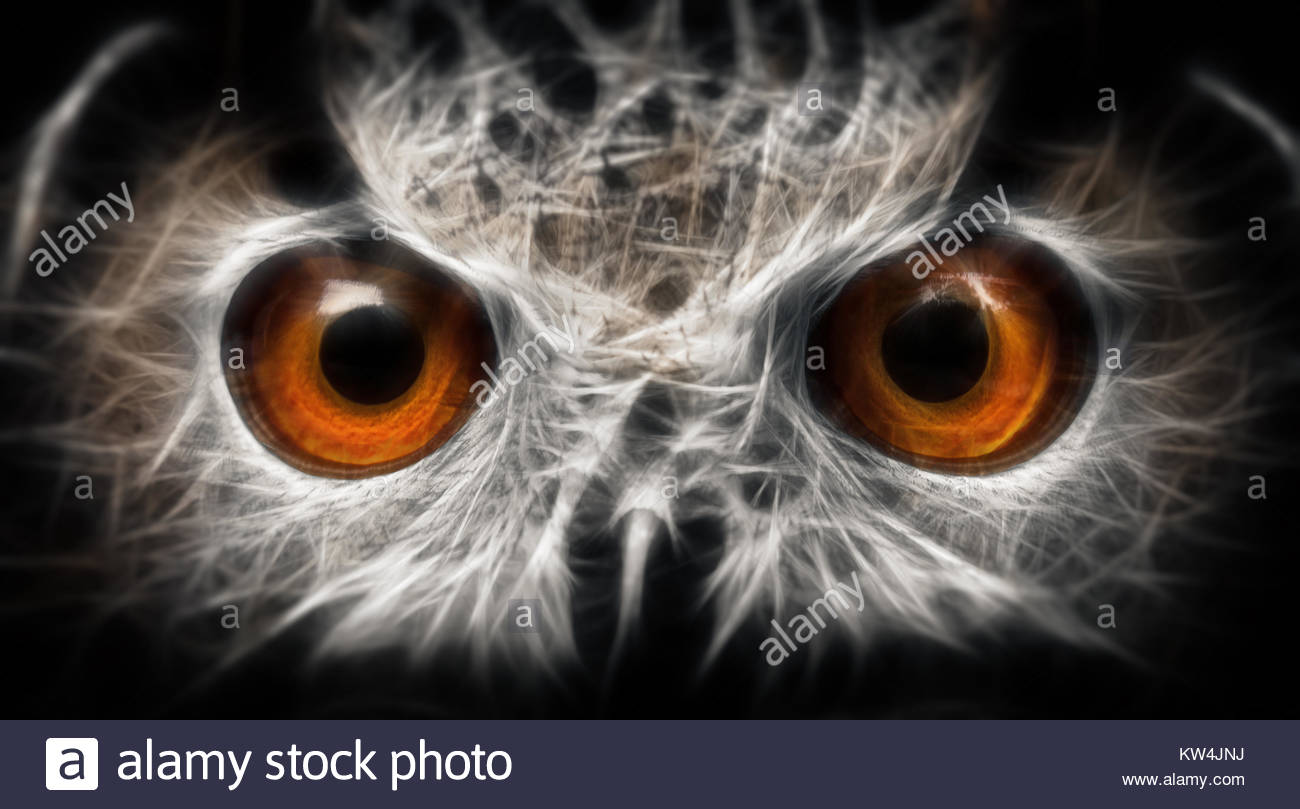 1300x809 Owls Portrait. Owl Eyes - Owl Eyes Painting