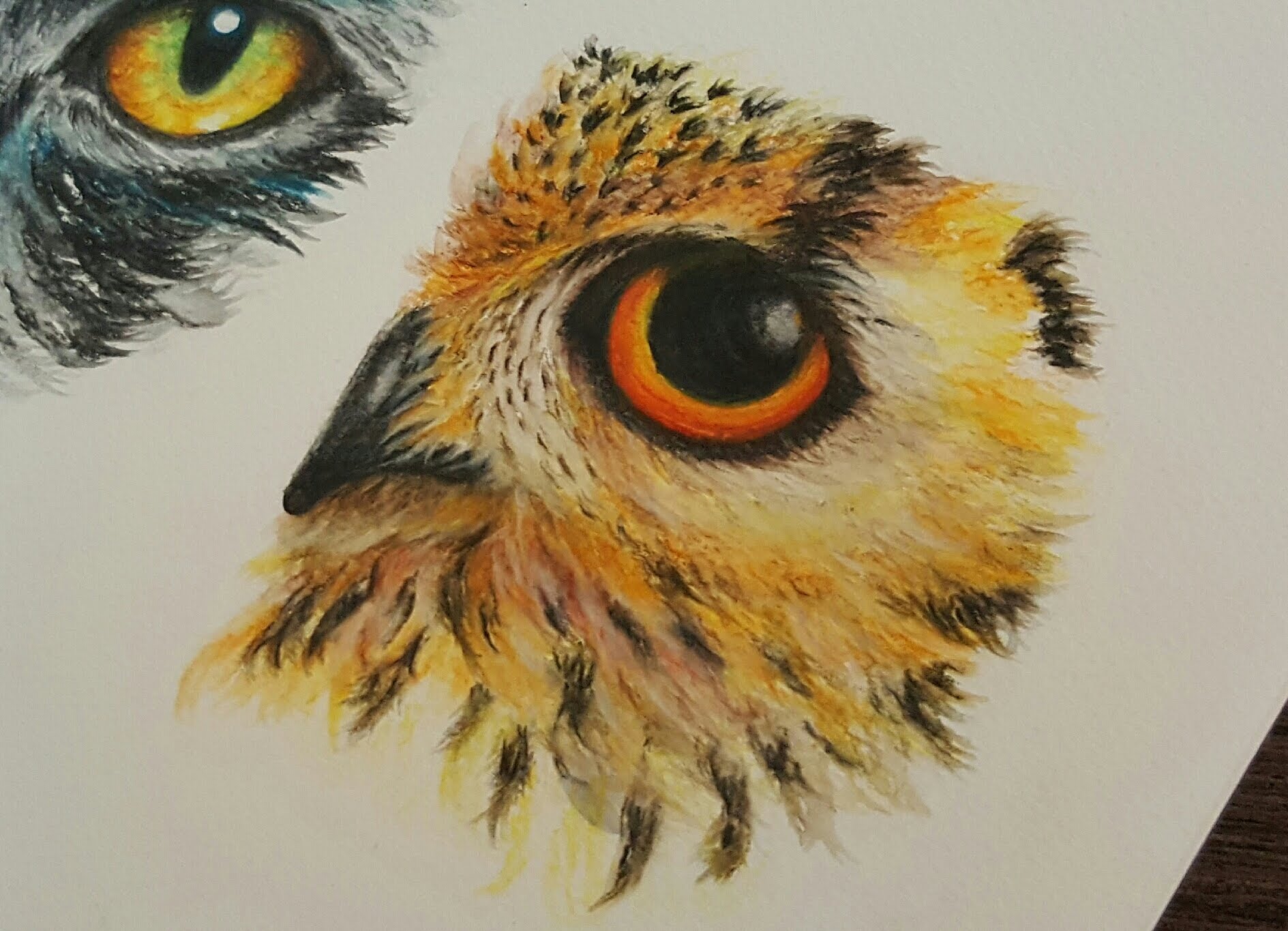 1889x1365 Drawing An Owl Eye With Watercolor Pencils How To Draw Animal - Owl Eyes Painting