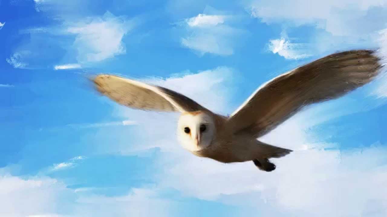 1280x720 Incredible Creatures Predators - Owl Flying Painting