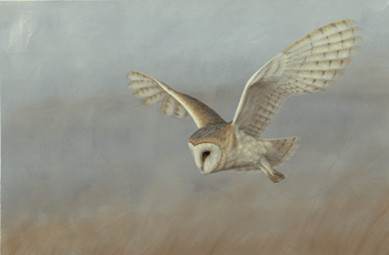 350x230 Painting In The Backgrounds - Owl Flying Painting