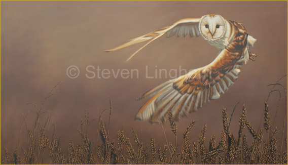 568x326 Steven Lingham - Owl Flying Painting