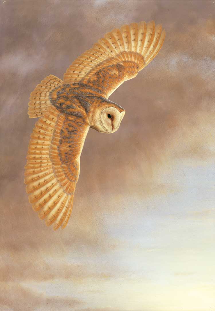 750x1085 Barn Owl In Flight Limited Edition Print By Robert E Fuller - Owl Flying Painting