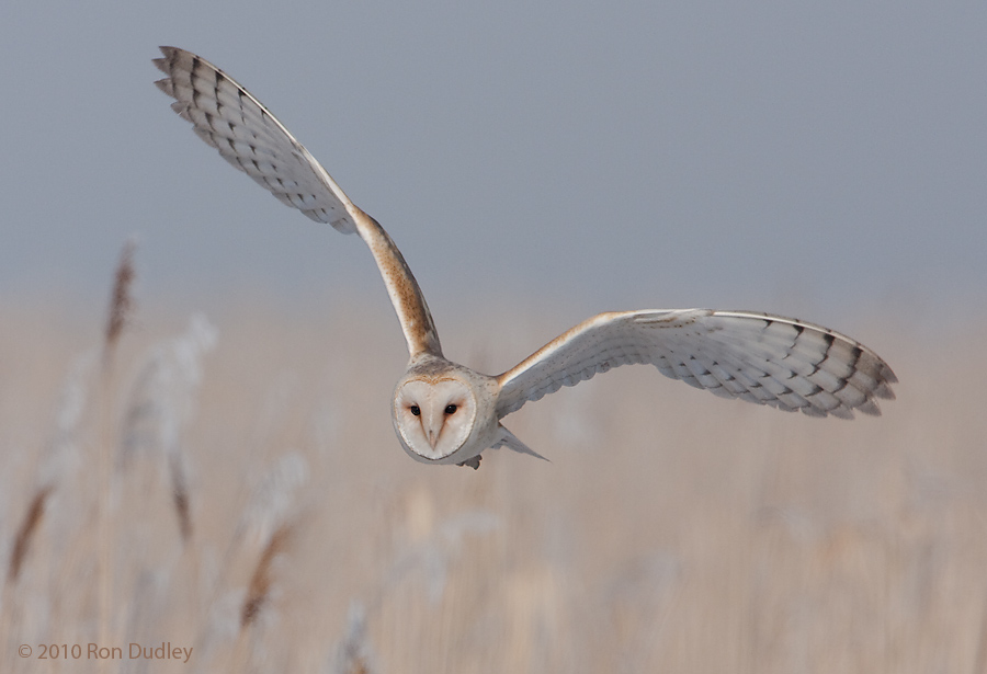 900x615 Barn Owls In Flight Feathered Photography - Owl Flying Painting
