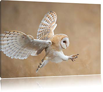 355x320 Flying White Owl Hunting, Format 60x40 Giant On Canvas, Xxl - Owl Flying Painting