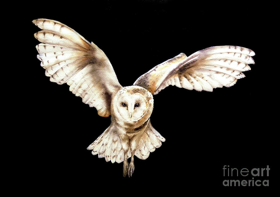 900x635 Flying Barn Owl Painting - Owl Flying Painting