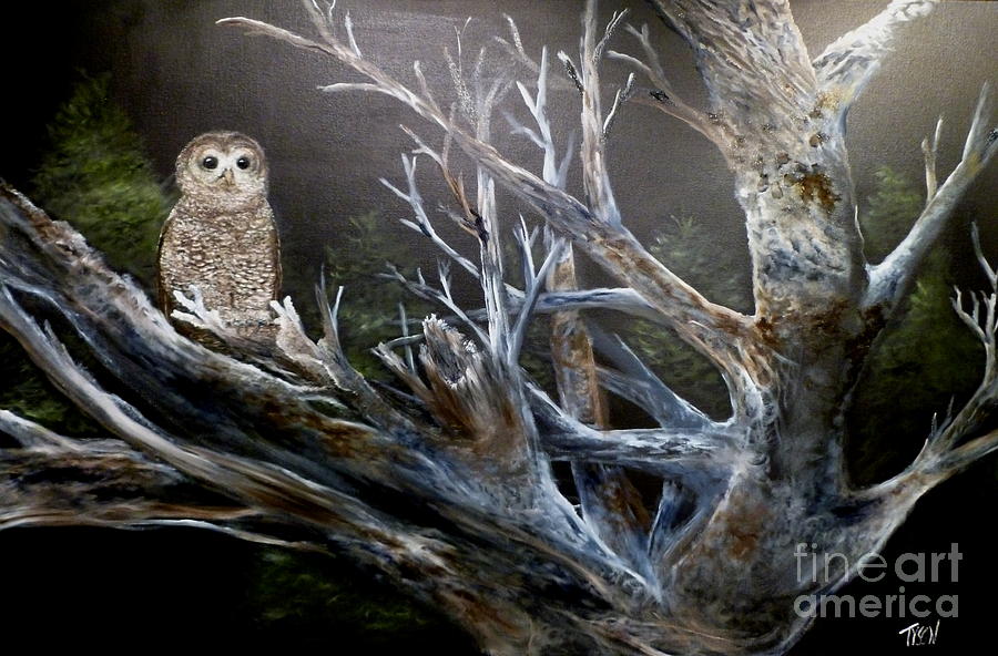 900x592 Spotted Owl In Tree Painting By John Garland Tyson - Owl In Tree Painting