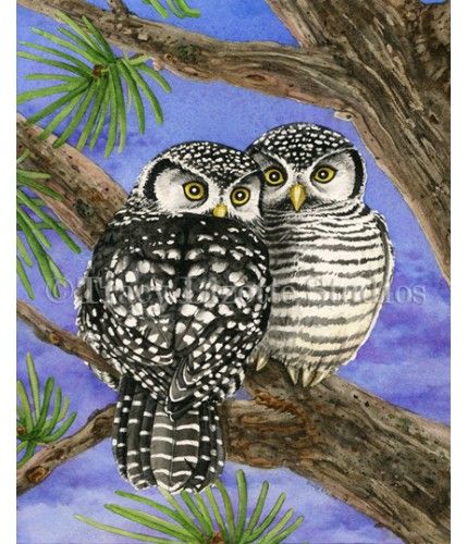 429x500 Here's A Watercolor Painting Of Two Hawk Owls By Tracy Lizotte. - Owl In Tree Painting