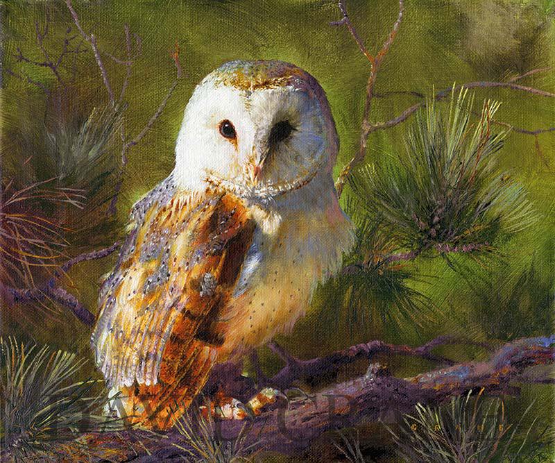800x667 Barn Owl Oil Painting A Celebration Of Nature David Crane - Owl Oil Painting