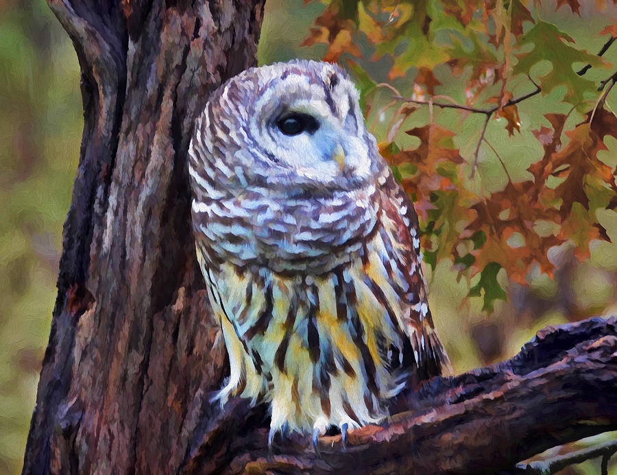 900x693 Barred Owl In The Rain Oil Painting Painting By Elaine Plesser - Owl Oil Painting