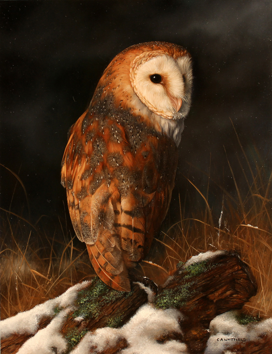 900x1172 Carl Whitfield Original Oil Painting On Panel, Barn Owl Art - Owl Oil Painting