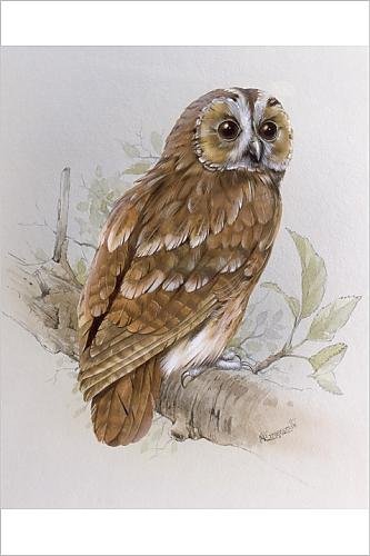 Owl Painting