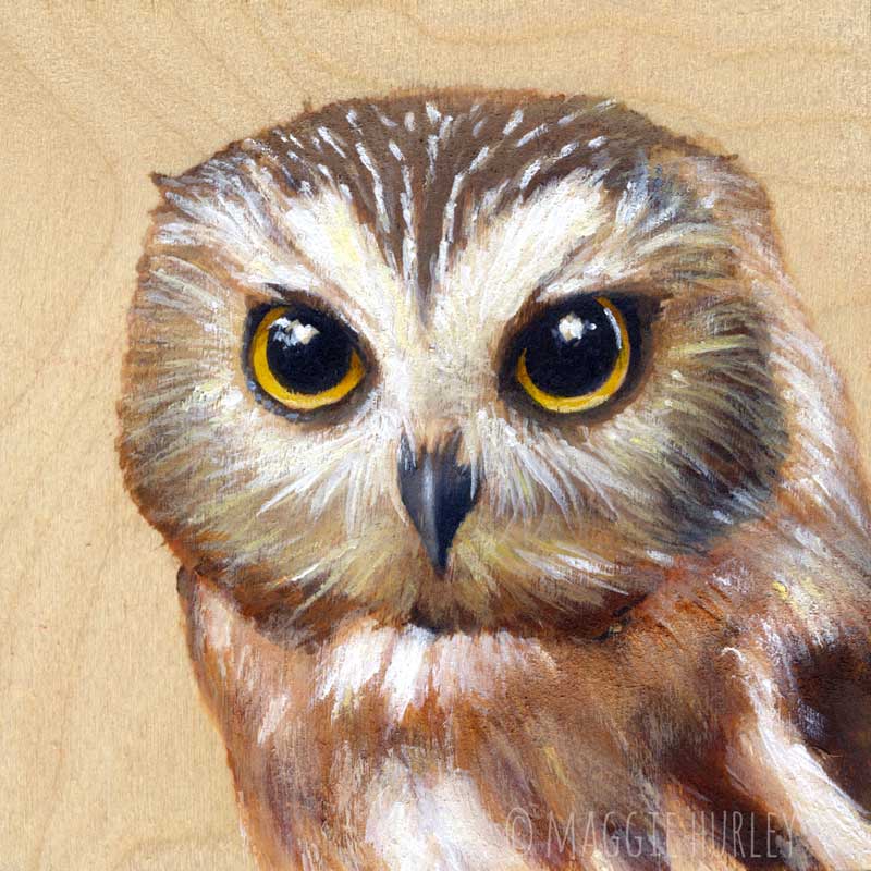 800x800 Northern Saw Whet Owl - Owl Painting