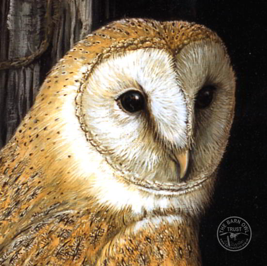 551x550 Barn Owl Print By Dick Twinney - Owl Painting