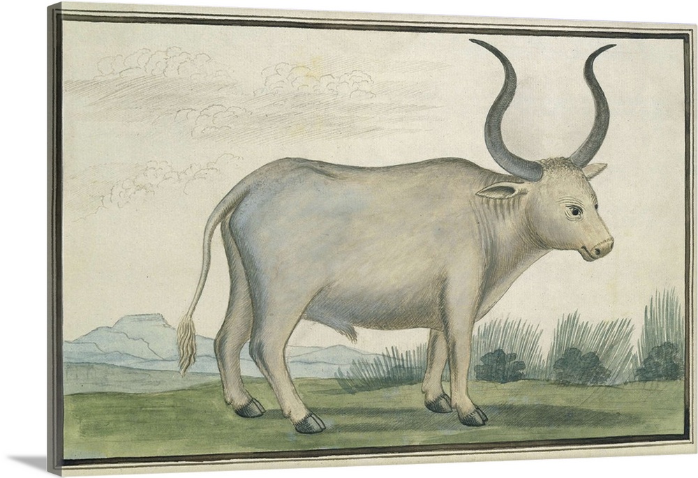 1000x685 Cape Ox, By Robert Jacob Gordon, 1778, British Watercolor Painting - Ox Painting