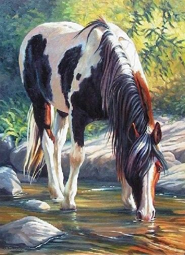 366x506 Paint Horse, Beautiful Painting Of Horse Drinking Out Of The Cool - Paint Horse Painting