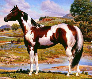 300x258 Breeds Of Livestock - Paint Horse Painting